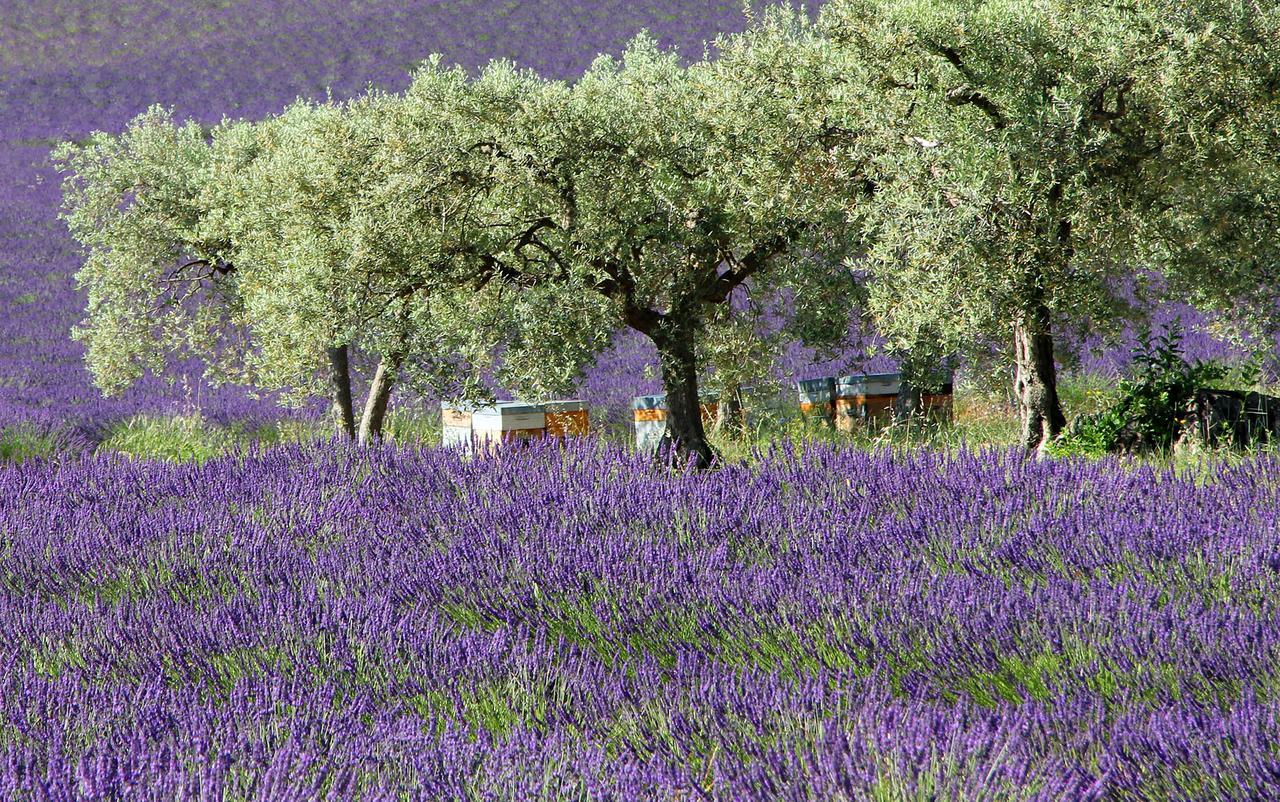 Le Jardin De Celina Bed & Breakfast Valensole Exterior foto